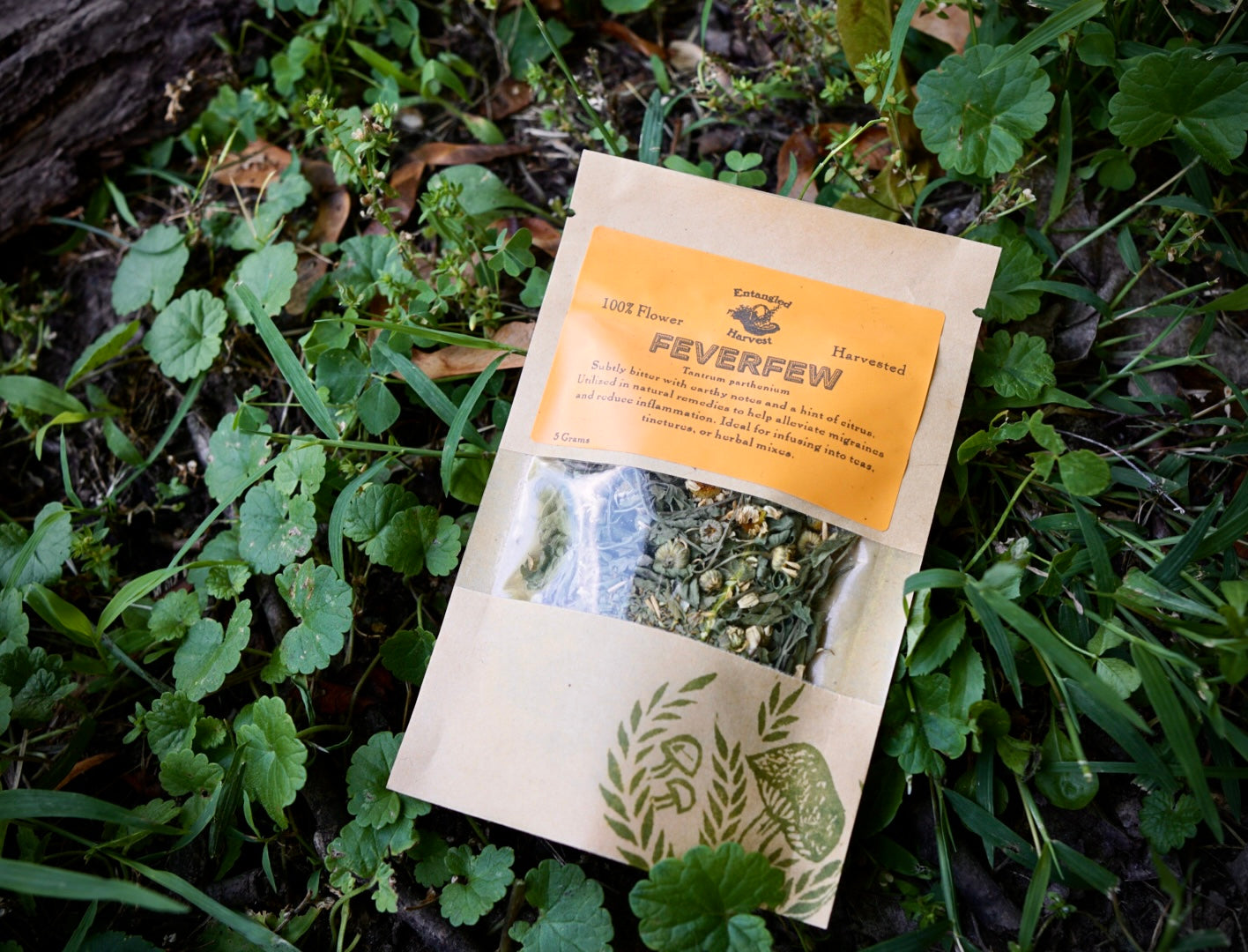 Dried Feverfew