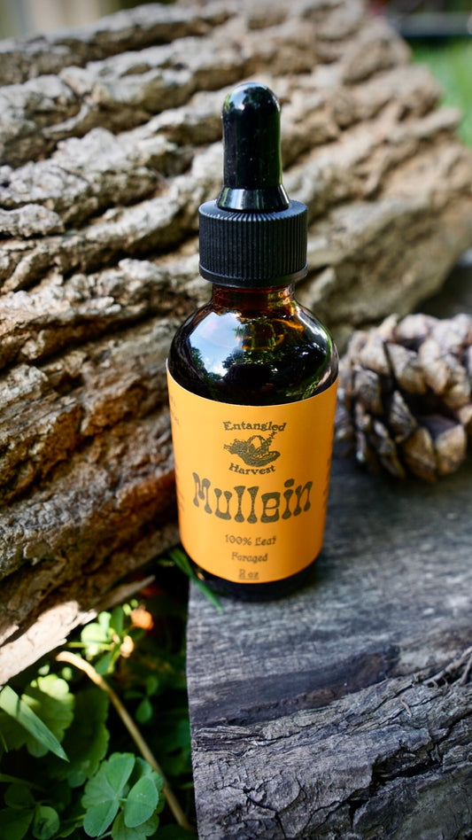 Mullein Tincture