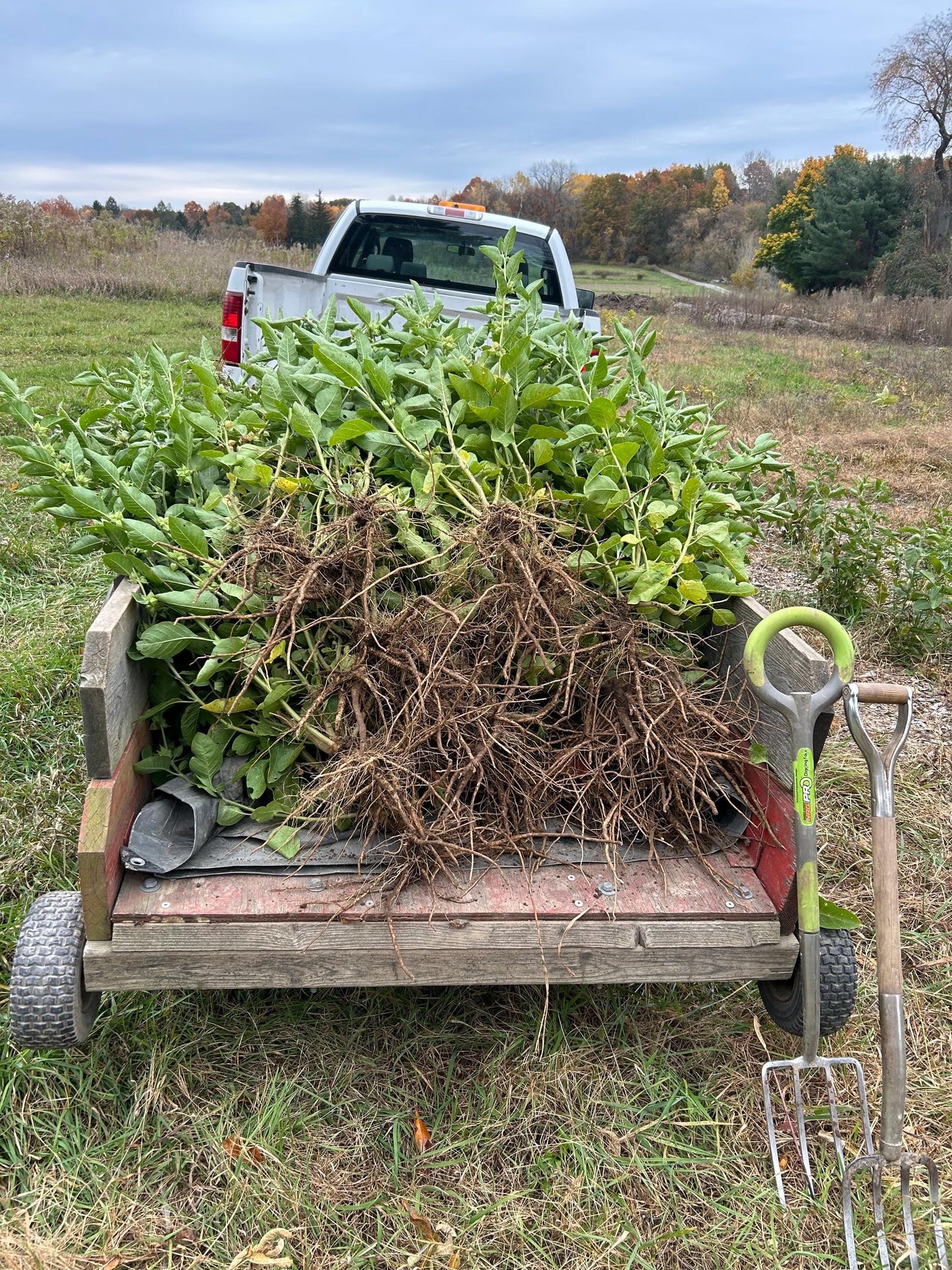 Dried Ashwagandha Root