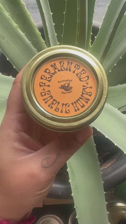 Fermented Garlic Honey